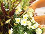春の寄せ植え教室